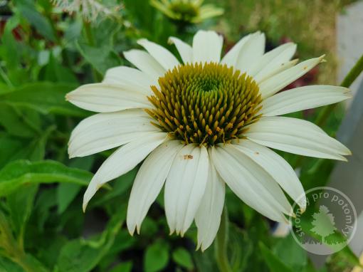 Třapatka / Echinacea nachová Alba